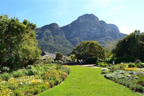 Lush Gardens: Khám Phá Vẻ Đẹp Của Vườn Bách Thảo Kirstenbosch!